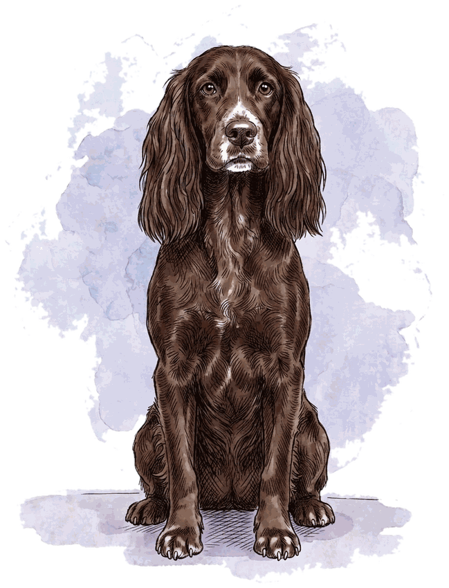 Tallulah, a chocolate cocker spaniel.