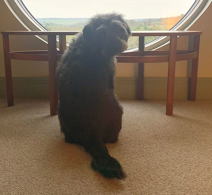 A photograph of the real Mr. Pickles.