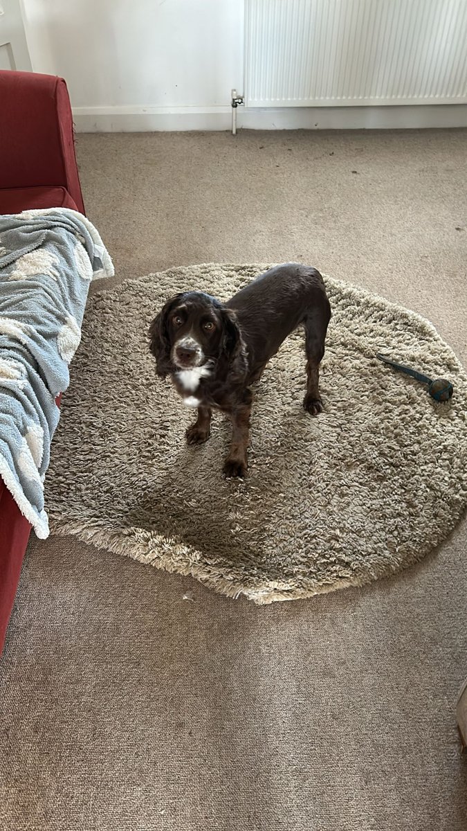 A photograph of the real Tallulah.